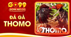 Đá Gà Thomo Trận Đấu Kịch Tính Với Kèo Cược Hấp Dẫn
