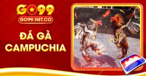 Khám Phá Đá Gà Campuchia Hình Thức Giải Trí Ấn Tượng Nhất
