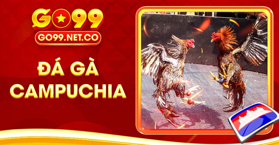 Khám Phá Đá Gà Campuchia Hình Thức Giải Trí Ấn Tượng Nhất