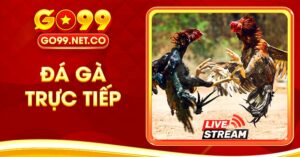 Đá Gà Trực Tiếp Trải Nghiệm Cùng Những Trận Đấu Mãn Nhãn