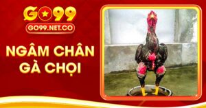 Hướng Dẫn Ngâm Chân Gà Chọi