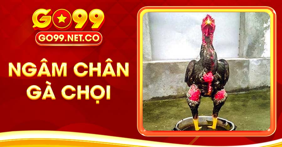 Hướng Dẫn Ngâm Chân Gà Chọi