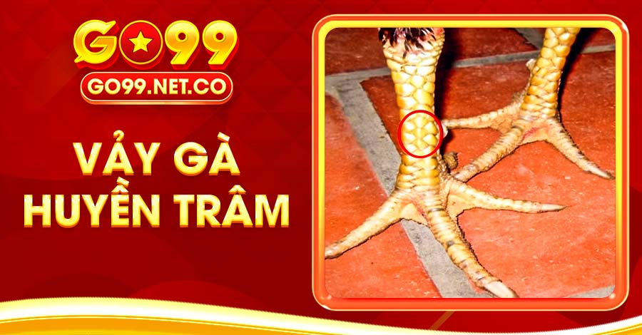Vảy Gà Huyền Trâm