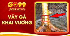 Vảy Gà Khai Vương