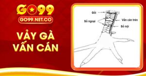 Đặc Điểm Vảy Gà Vấn Cán Và Ý Nghĩa Trong Đá Gà